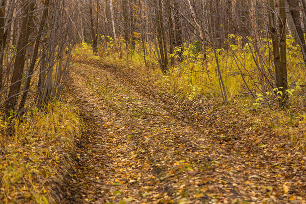 Floresta em cores de outono na Península de Kamchatka, Rússia
. - Foto, Imagem