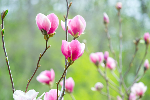 Pink magnolia - Фото, изображение