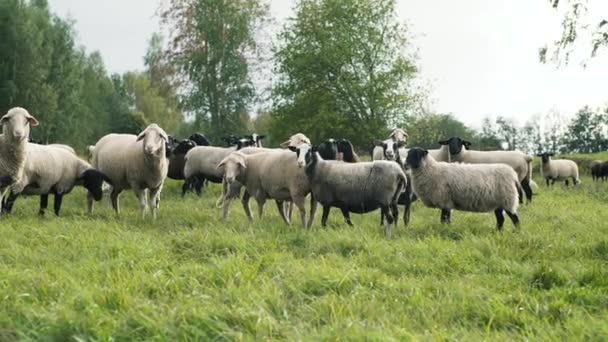 Овцы на зеленом склоне травы на закате
 - Кадры, видео