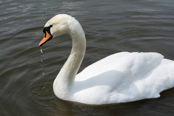 Cisne Blanco aislado. Cisne blanco en el lago
  - Foto, imagen