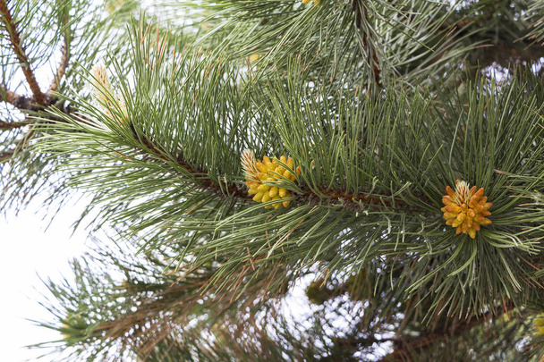 Ramas de pino con polen amarillo, flor de pino
. - Foto, imagen