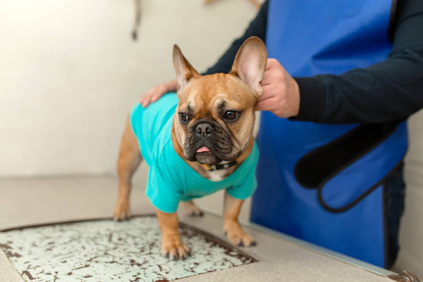 Funny brown french bulldog sits on table visit veterinarian - Photo, Image