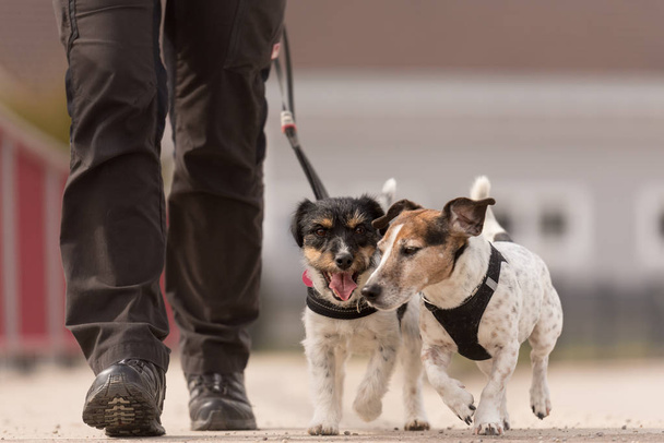 Gehorsame Hunde gehen mit ihrem Besitzer an der Leine im Dorf spazieren -  - Foto, Bild