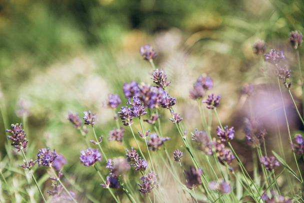 фіолетові квіти за межами саду природа квітуча рослинність
 - Фото, зображення