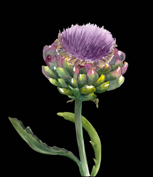 Fresh organic artichoke flower (Cynara scolymus) isolated on black background. Watercolor botanical illustration. Eco vegetarian food. Hand painted poster or print. Realistic style. - Photo, Image