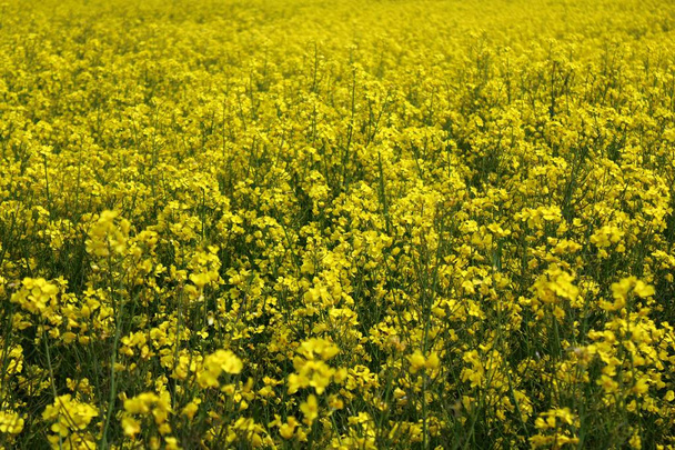 field of blossoming rape in the spring - Photo, Image