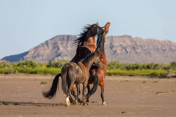 wild horse stallions fighting in the Utah desert in spring - Fotoğraf, Görsel