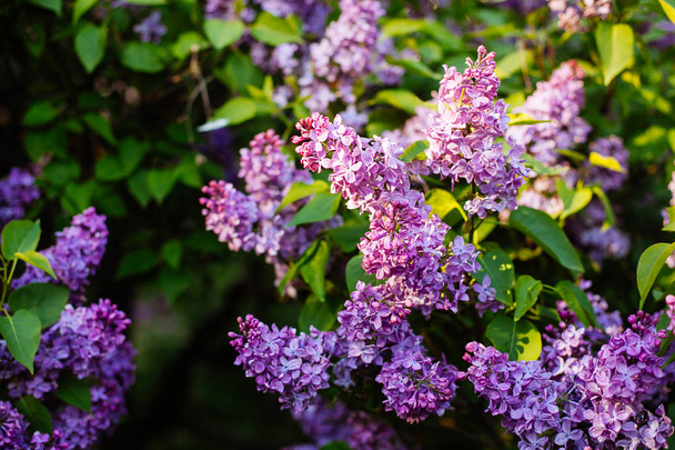 Purple lilac blossoms blooming in springtime  - Photo, Image