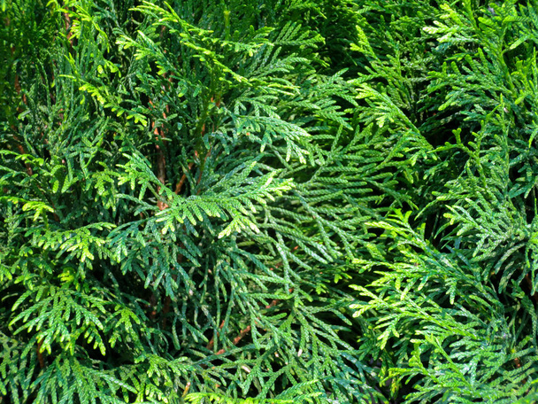 Green foliage of arborvitae, thuja, shallow depth of field. - Photo, Image