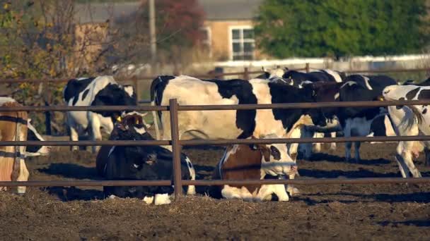 Processo de alimentação de vacas na fazenda moderna. Feche a alimentação de vacas na fazenda de leite. Vaca em fazenda de laticínios comendo feno. Trator dirigindo no celeiro da fazenda. Cobertura - Filmagem, Vídeo