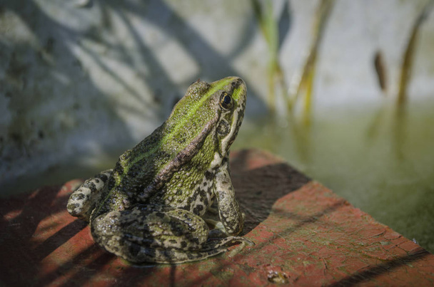 池の木製の板の上に座っている小さな緑のカエル、マクロ. - 写真・画像