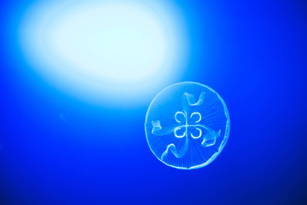Прозрачные лунные медузы плавно плавают в голубой воде в Сан-Себастьяне, Испания
 - Фото, изображение