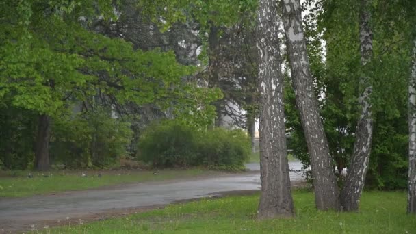 Bardzo długie mokre krople ulewnego deszczu spadły na drzewach i trawie w parku miejskim. - Materiał filmowy, wideo