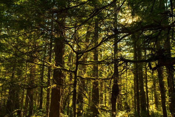Napfény révén a sűrű erdő körüli North Cascades visitor Center - Fotó, kép