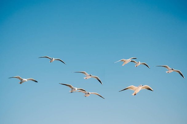 Racek létání v modré nebe - Fotografie, Obrázek