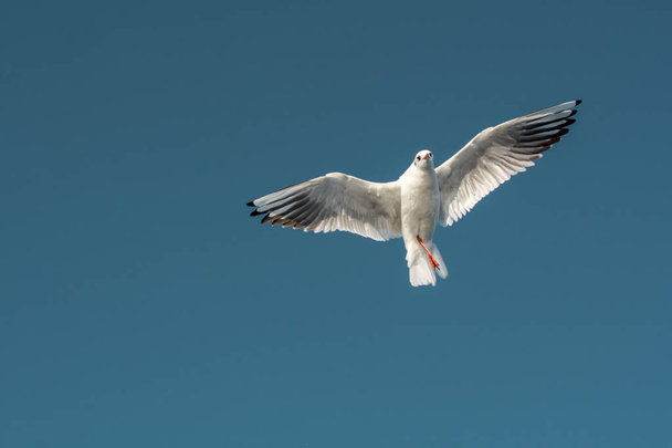 Пара чаек, летающих в небе
 - Фото, изображение