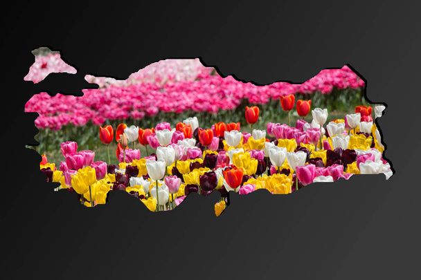 Ruwweg overzicht kaart van Turkije met tulp tuin vulling - Foto, afbeelding