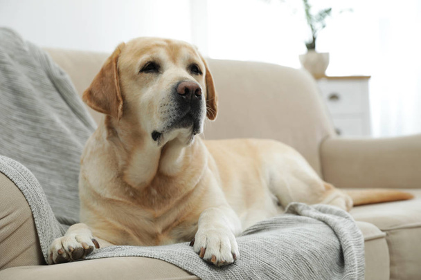 Yellow labrador retriever on cozy sofa indoors - Zdjęcie, obraz
