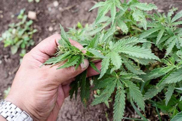 Male Hand Inspecting Cannabis Plant - Photo, Image