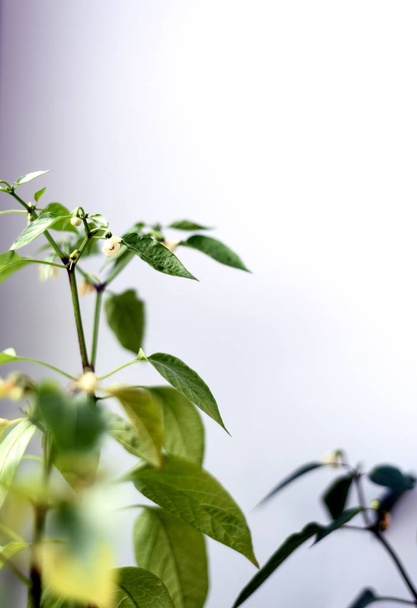 Roślina białego chili Flower - Zdjęcie, obraz