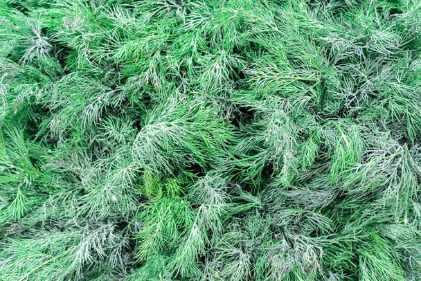 Manojo de eneldo de hierbas frescas en los gastos generales
 - Foto, Imagen