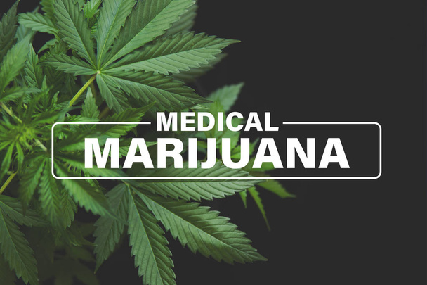 Medical marijuana, cultivation cannabis, Growing cannabis indica, background green, marijuana leaves, marijuana vegetation plants hemp, - Foto, Imagen