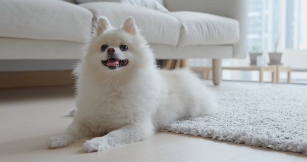Λευκό pomeranian σκυλί που βρίσκεται στο πάτωμα στο σπίτι - Φωτογραφία, εικόνα