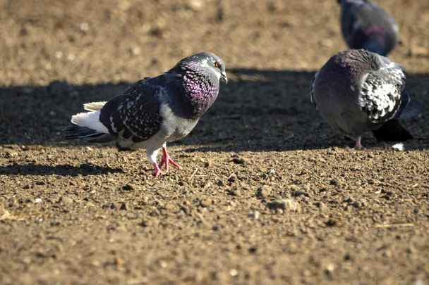 Las palomas en la Gzona se alimentan de semillas de hierba recién sembradas
. - Foto, Imagen