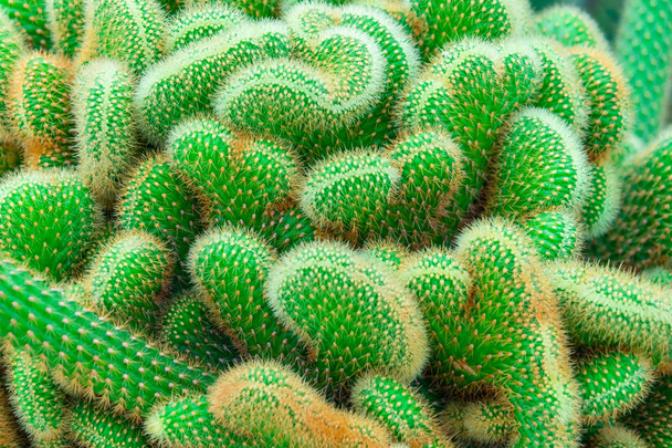 Zelený kaktusový pohled na skalní zahradu - Fotografie, Obrázek