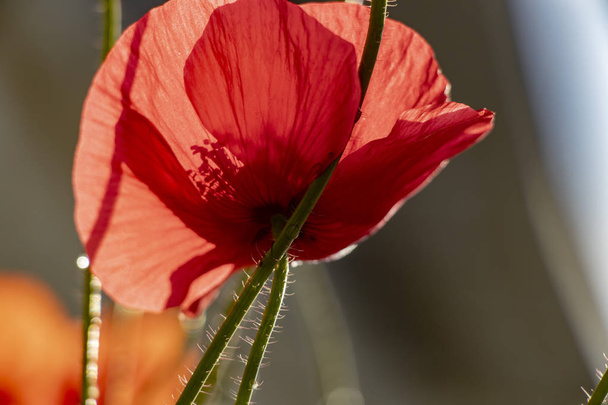 Fleur de pavot fleurissant sur fond de fleurs de coquelicots. Nature - Photo, image