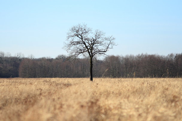 Árvore solitária
 - Foto, Imagem