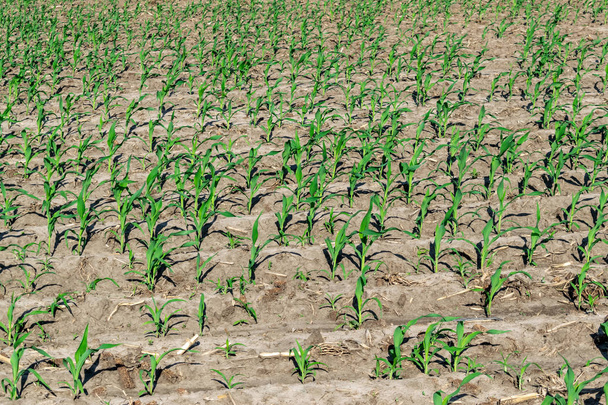 Молодая кукуруза летом
 - Фото, изображение
