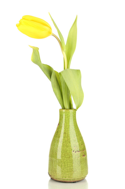 Yellow tulip in vase isolated on white - 写真・画像