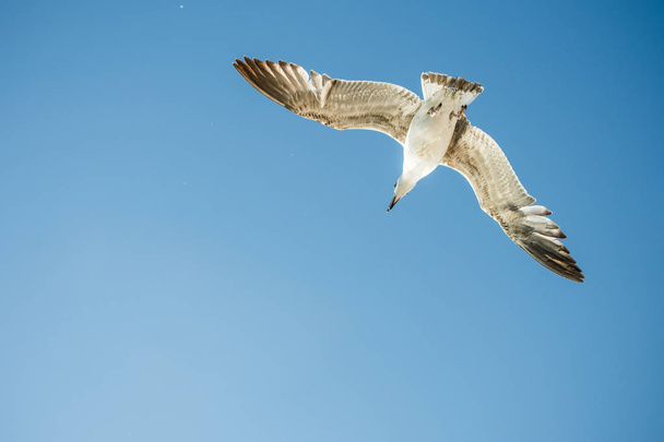 Seagull flying in blue a sky - Foto, afbeelding