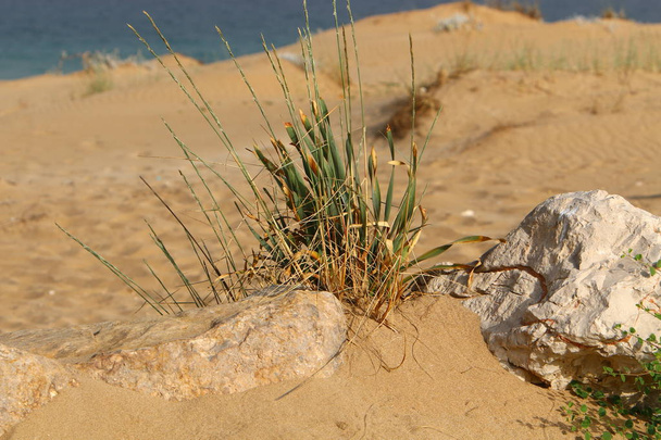 plantas verdes e flores cresceram em condições difíceis na areia no deserto
  - Foto, Imagem