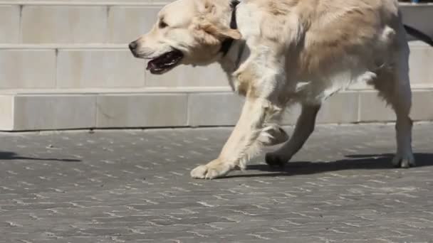 Labrador-Hund und junge Frau - Filmmaterial, Video