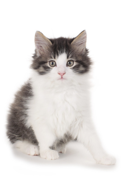 Little kitten isolated on white - Valokuva, kuva