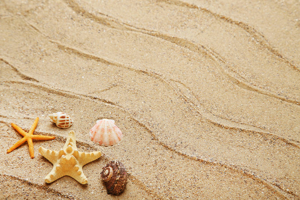 Different seashells on beach sand - Foto, Imagen