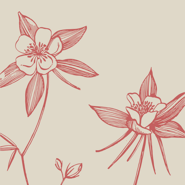 Double Columbine flowers. Collection of hand drawn flowers and plants. Botany. Set. Vintage flowers. Black and white illustration in the style of engravings. - Fotoğraf, Görsel
