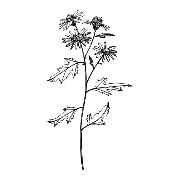 Chamomile. Collection of hand drawn flowers and plants. Botany. Set. Vintage flowers. Black and white illustration in the style of engravings. - Foto, afbeelding