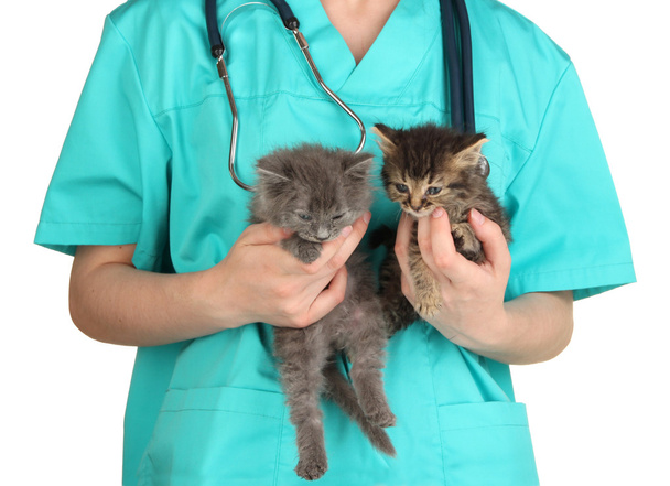 Veterinarian examining kittens isolated on white - 写真・画像