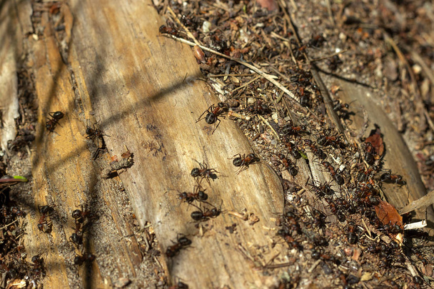 Οι κάτοικοι των δασικών μυρμηγκιών στο μυρμήγκι. - Φωτογραφία, εικόνα