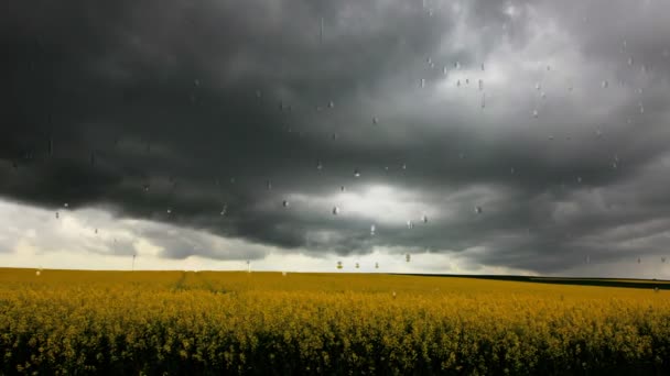 μαύρα σύννεφα και δυνατή βροχή πάνω από canola πεδίο - Πλάνα, βίντεο