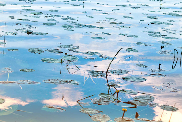 Belo pântano com folhas de lírio de água amarela na superfície do pântano
. - Foto, Imagem