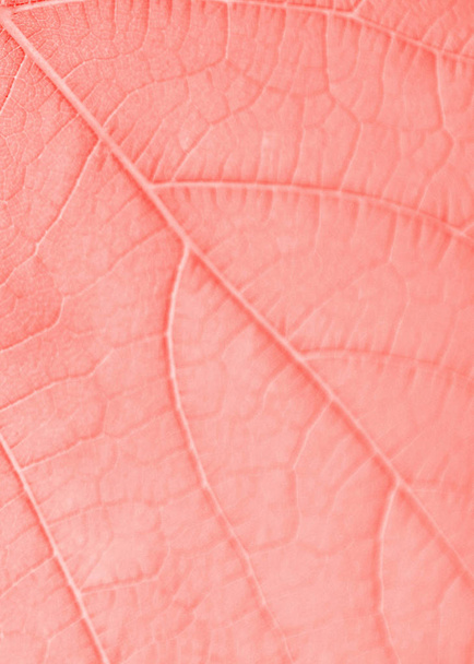 Feuille de raisin, couleur rose tonique, macro. Fermer la texture avec copie
  - Photo, image