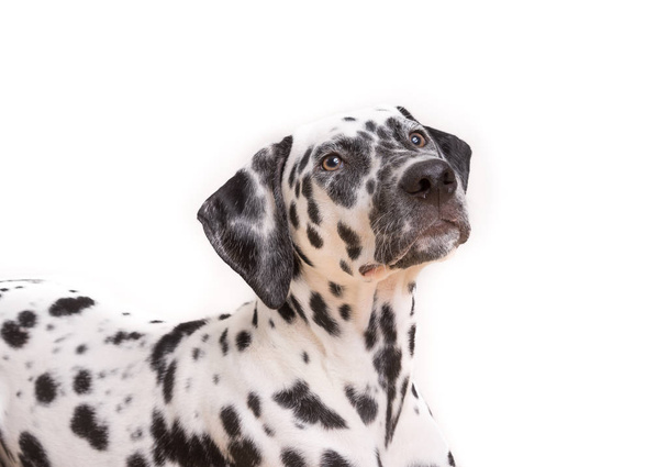 Jeden Headshot mladých tečkovaný dalmatské štěně - Fotografie, Obrázek