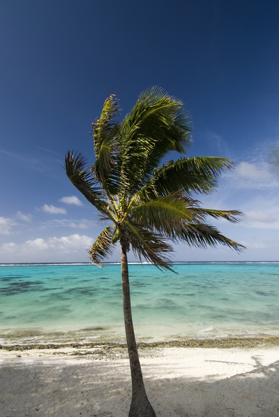 Palmeira soprando ao vento. Rarotonga
 - Foto, Imagem