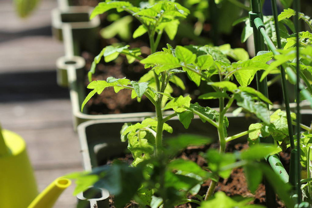 Contenedor de hortalizas jardinería. Jardín vegetal en una terraza. Flor, tomates creciendo en contenedor
 - Foto, imagen