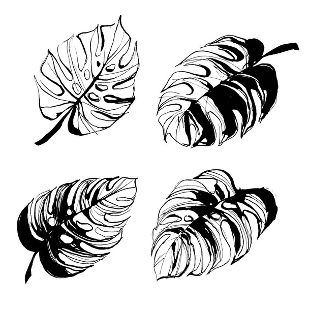 Trooppinen monstera palmu ranta lehdet käsin piirretty muste harja suunnittelu
 - Vektori, kuva