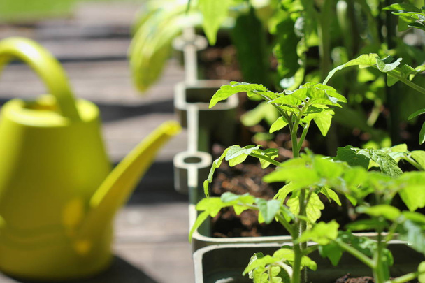 Jardinage des légumes en récipient. Potager sur une terrasse. Fleur, tomates poussant en récipient
 - Photo, image